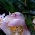 Joshua Bell The Red Violin Soundtrack Anna S Theme 1