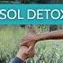 20 Min Cortisol Detox Somatic Yoga To Release Stress