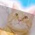 мы тебя не забудем симба симба Music Cat симбочка Animation Cute Memes Edit Art подпишись
