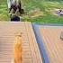 This Dog Saves His Owner At The Last Moment Shorts