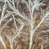 الفطرعالم تحت أقدامنا ماشلاب Mushrooms A World Beneath Us Mushlab