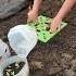 Companion Planting Amaranth And Zinnias Cutflowergarden Amaranth Zinnias Companionplanting