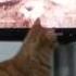 ASLANI PİTONDAN KURTARAN KEDİ