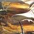 Rhapsody In Tenebris Knightrider Of Doom Lyrics Sub Español