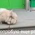 как шпиц по утру проходит мимо зоомагазина