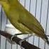 Pleci Dakun Jatim Dakun Bromo Mewah Cocok Buat Pancingan Burung Bahan