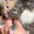 Звездочка котёнок MaineCoon