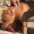 Pitbull Ka Lock Pitbull Ki Power