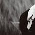 Sibelius THE SWAN OF TUONELA Berlin Philharmonic Herbert Von Karajan