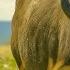 PREDATORS KINGDOM Land Of Predator Domination Nature Animal Documentary