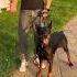 Она меня достала доберман собака доберманы Dobermann Doberman
