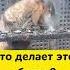 Что делает этот баран