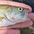 My Redtail Catfish ATE My Pet Bass