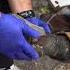 The Owner Made The Horse Work With Legs Like This Ali Was So Helpless Horse Animalrescuer