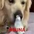 Oltin Quyoncha Obuna Boʻling Qiziqarli Ma Lumotlar Rabbit Obuna Quyon Money Pul Funny