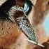 Heart Touching Caring Of Animals Facts Facttrain Fact Train09