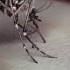 Yeah Yeah Yeahs Mosquito