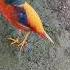 What S Wrong With Blaze The Pheasant Pheasant