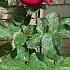 красные розы Flowers Rose садоводничество Garden сад деньги цветы