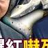Are Chinese Arms An Instant Success Trump Is In A Hurry To Sell F 35 To The Middle East