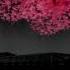 The Mimic Sakura Tree Near Gym Theme Roblox
