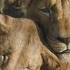 Mufasa The Lion King Final Trailer In Cinemas December 18