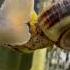 I Think I Might Have Interrupted Something Aquarium Snail