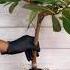 Root Pruning Of Rubber Plant Rubberplant Thegreenearth Plants