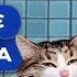Животные лучше людей Хата на тата ЛУЧШИЕ ВЫПУСКИ