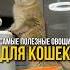 Самые полезные овощи для кошек котенок Cat котики кот котик кошки животные Catlover