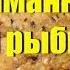 Приманка для рыбы Прикормка своими руками