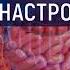 ИСЦЕЛЕНИЕ КИШЕЧНИКА ПОДСОЗНАТЕЛЬНЫЕ ВНУШЕНИЯ СЛОВА ПАРОЛИ ДЛЯ ЖКТ САБЛИМИНАЛ