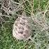 Tortoise Toshbaqa