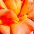 Beautiful Red Rose Home Gardening Shorts Trending Ytshorts Shortsvideo Viral