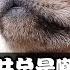 为什么中共总是说欧洲 美国 日本的人民生活在水深火热之中 为什么没人信中共的弱智内宣 东德错误 是一个梗还是真实发生的