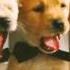 How Much Is That Dog In The Window By Kidz Bop Kidz