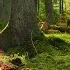 4K Real Forest Campfire By The Stream Authentic Sounds Long Loop