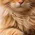 Sweet Harp Music That Cats Love Cat Sleep Music That Makes You Fall Asleep Right Away When You