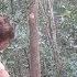 Primitive Technology Stone Axe Celt