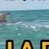 Стая дельфинов на пляже в АНАПЕ 29 06 2022 отель BORA BORA ANAPA