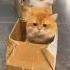 Kucing Gemoy Naik Kereta Kardus Kucinggemoy Kucingimut Kucinglucu Kucingoren Kucingpintar