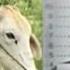 TV Patrol Bago Husgahan Ang Suspek Sa Cow Rape Panoorin Ito