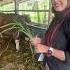 Qurban Idul Adha 2025 By Armila