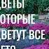 Ч7 КРАСИВЫЕ ЦВЕТЫ которые цветут ВСЕ ЛЕТО Многолетние САДОВЫЕ ЦВЕТЫ красивые цветы сад