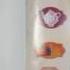 Daphne S Diary Stickerbook