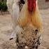 Village Cock Long Crowing Sound In Morning Rooster Village Animals