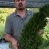 How To Grow Emerald Arborvitae Thuja Occidentalis Smaragd With Detailed Description