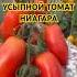 ЭТОТ ТОМАТ МЕЧТА ЛЮБОГО САДОВОДА