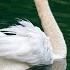 White Swan Relaxing Music Белый Лебедь Релакс Музыка Shorts