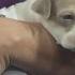 Paul Shortino Teams Up With NevadaSPCA
